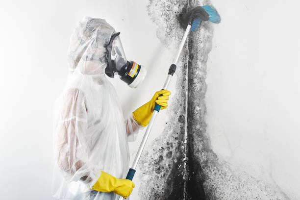 Best Commercial Mold Inspection  in Nicholson, MS