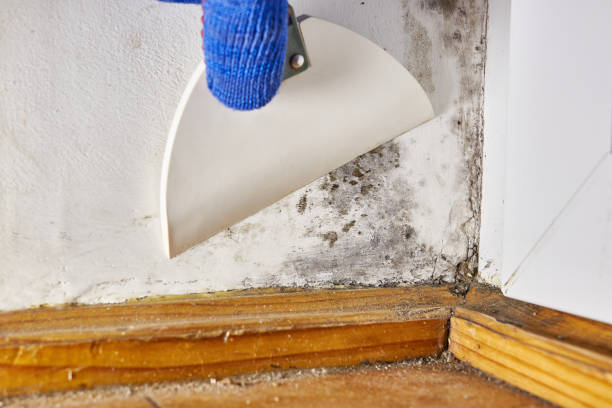 Best Crawl Space Mold Remediation  in Nicholson, MS